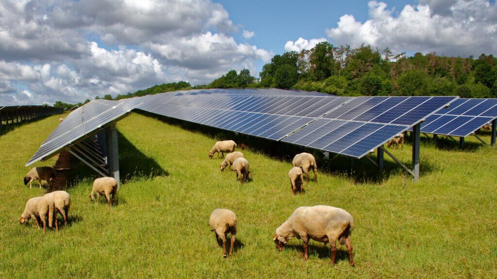 Freiflächen Photovoltaik Agri-PV (Bild: iStock / Karl-Friedrich Hohl)